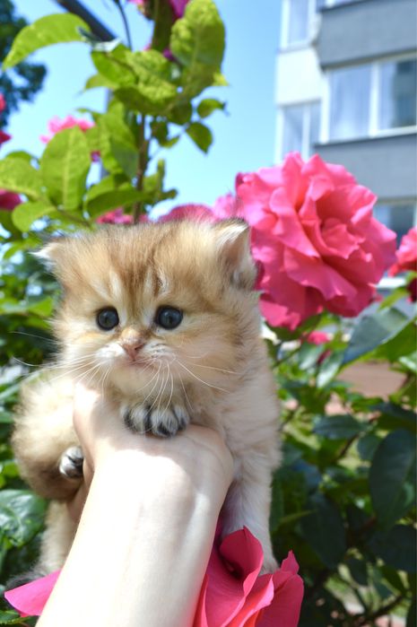 Британские котята золотая шиншилла