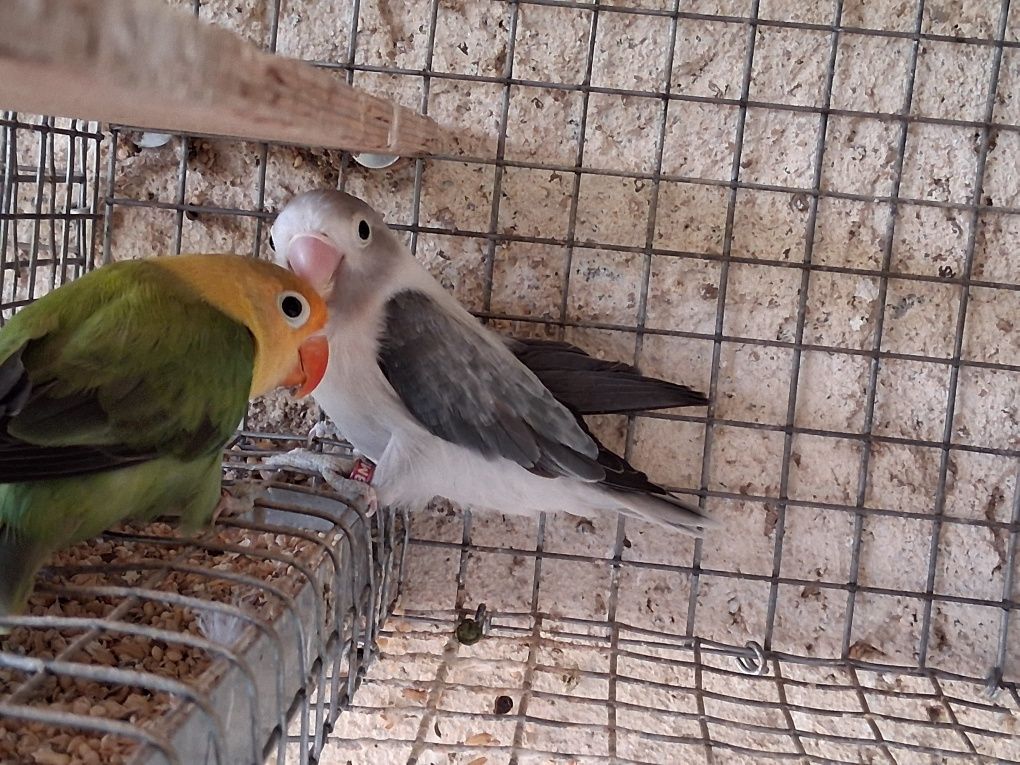 FIchers individuais ou em casais já formados