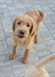 Labradoodle mini f1  doodle chłopiec