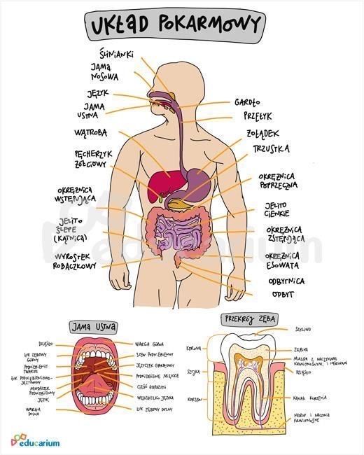 Dysk maturalny notatki matura biologia chemia repetytoria