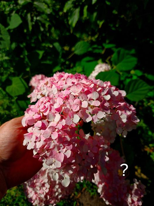 Древовидная гортензия Hayes Starburst и Magical Pinkerbell