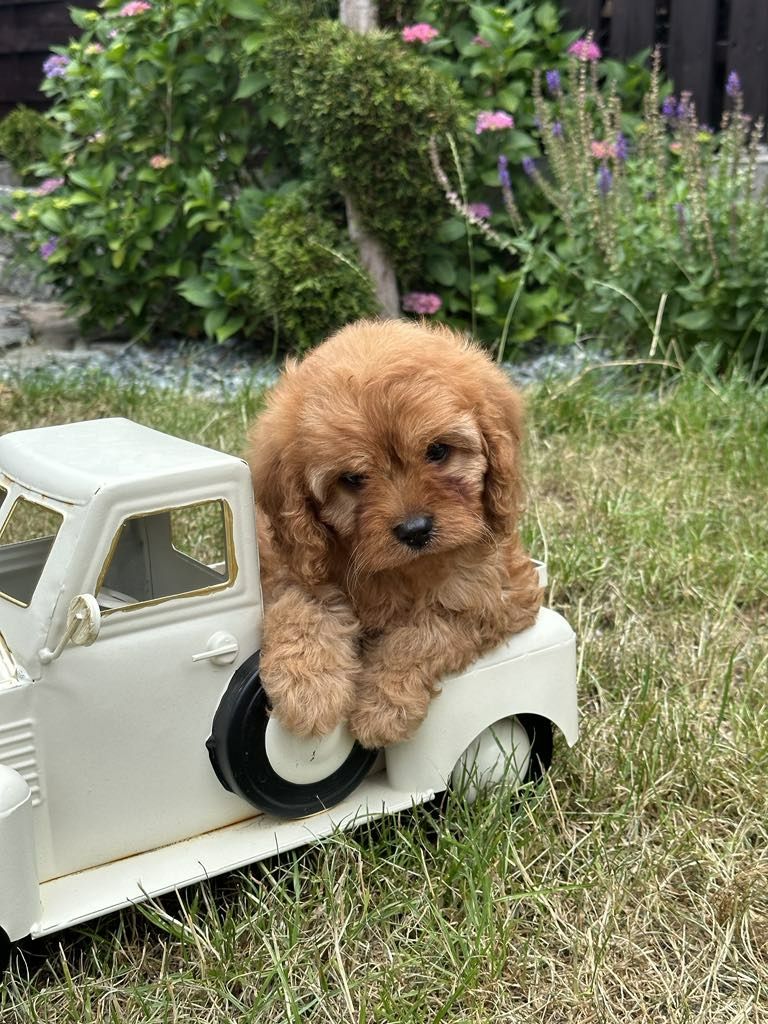 Cudowna dziewczynka Cavapoo