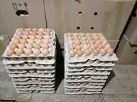 Опт импорт Бройлер Росс 308 инкубационное яицо.