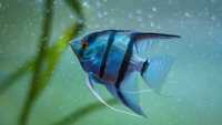 GB Żaglowiec Skalar Niebieski (Pterophyllum scalare) - dowóz ryb!