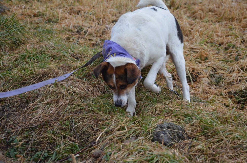 Brodi - średni psiak, radosny, przyjazny, czeka w schronisku - adopcja