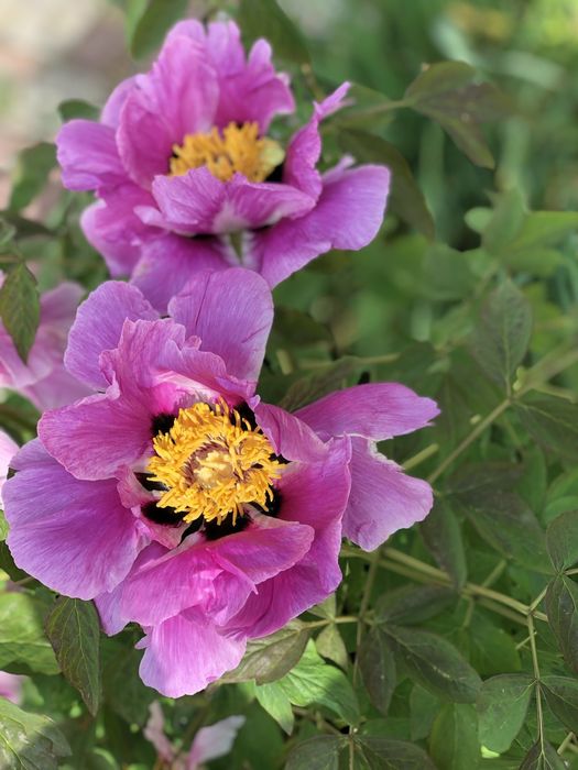 Пион деревовидный. Деревовидный пион. Пион.