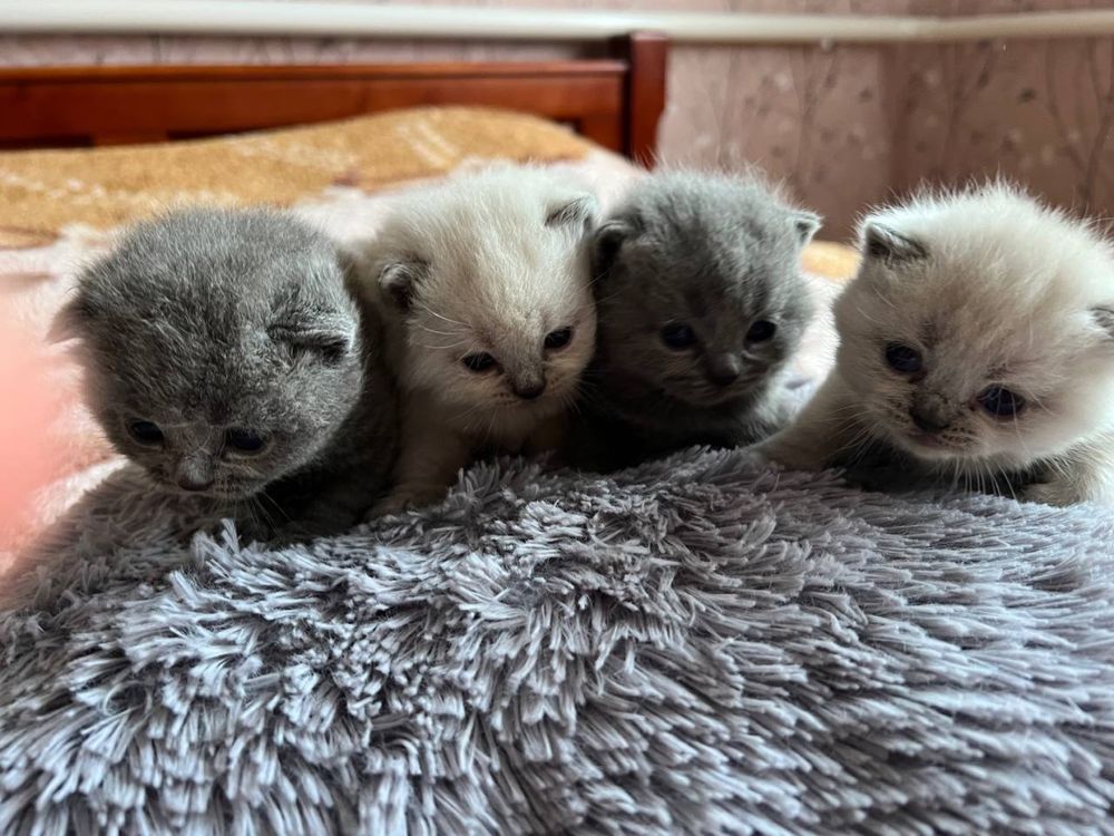 Вʼязка котів. Голубий прямовухий британець.