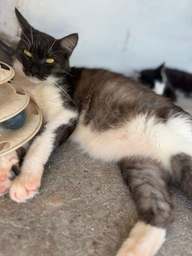 Alfik do adopcji szuka domu