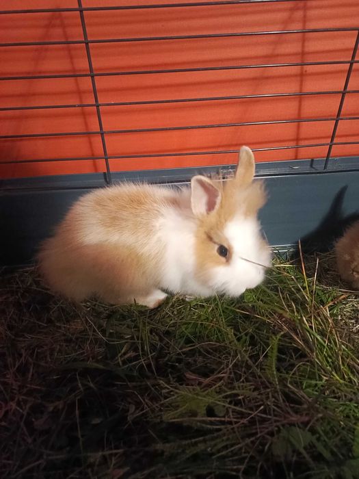 Królik miniaturka - króliki miniaturki