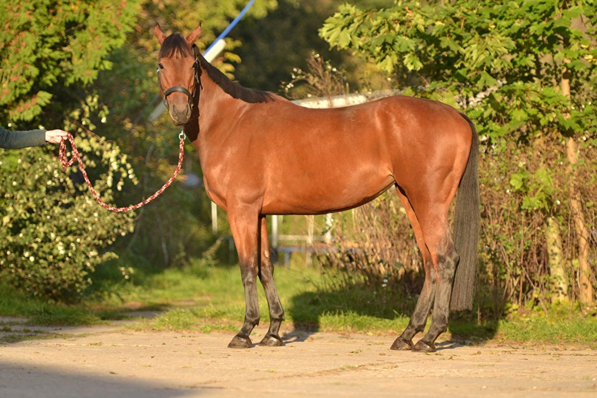 Klacz xx, 6 lat, źrebna ogierem po Dominatorze