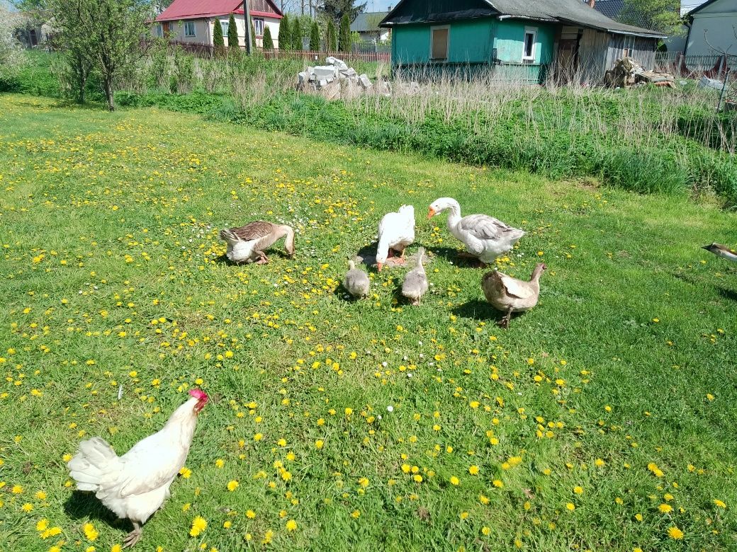 Sprzedam gęsi z czerwca