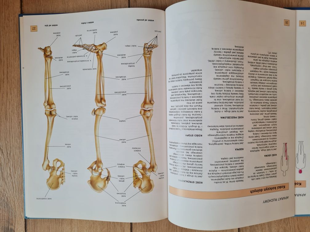 Atlas Anatomii. Dr Ortega