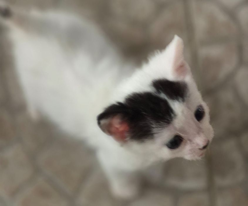 Adoção Responsável