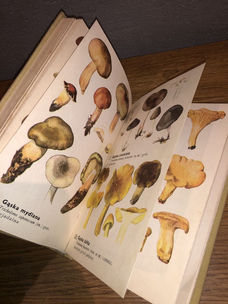Mały atlas grzybów książka 1972 antykwariat