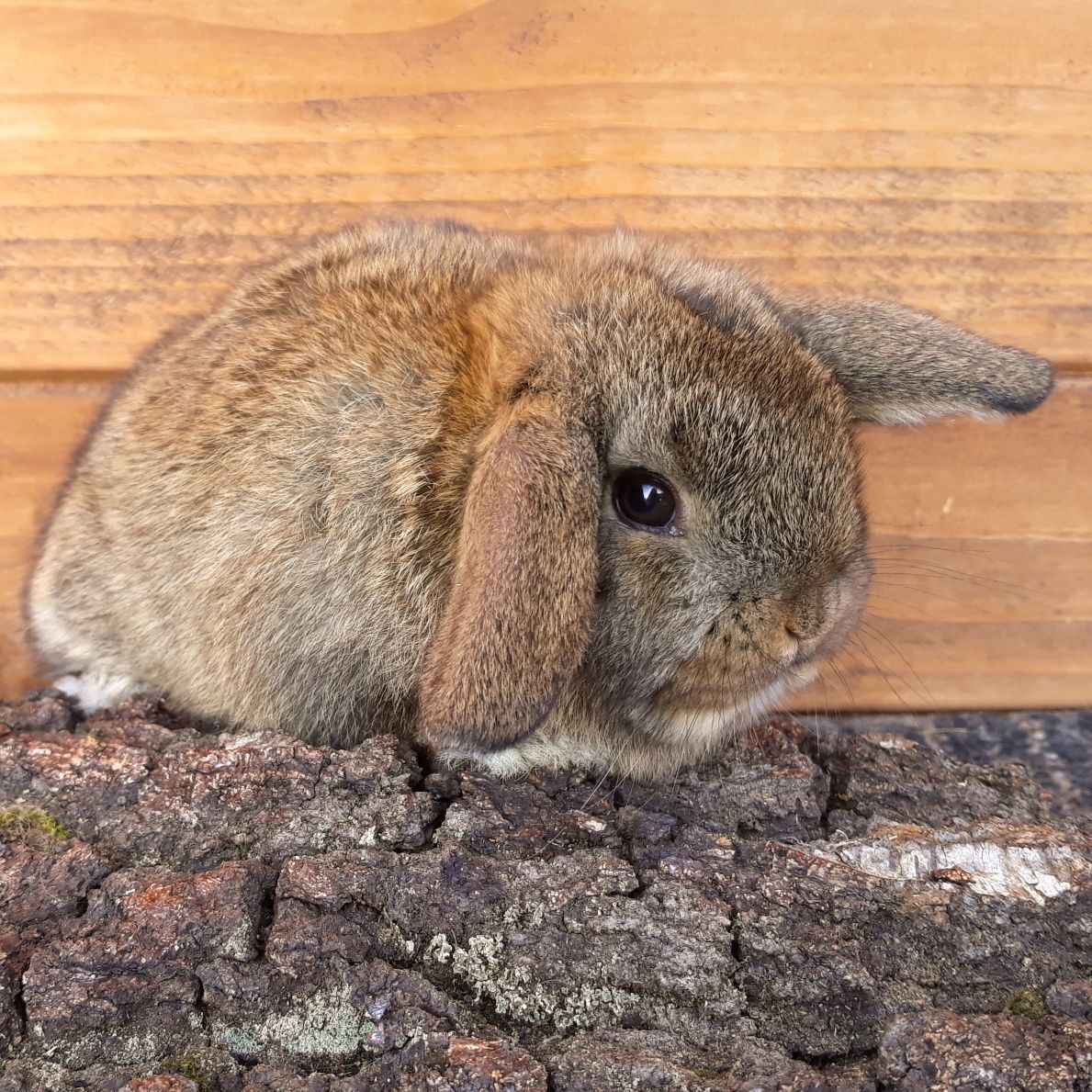 Królik karzełek baranek mini lop szary