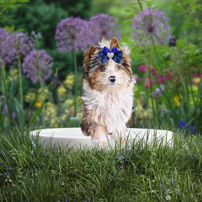 **UNIKAT**chłopczyk YORKSHIRE Terrier z niebieskimi oczkami