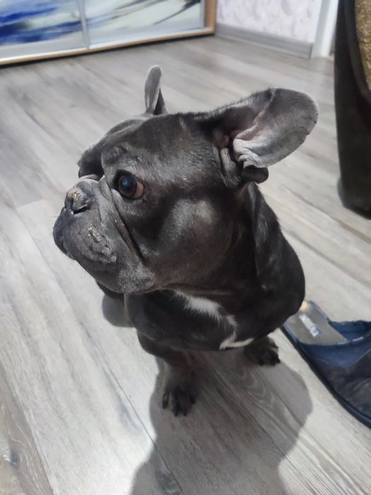 Продам французького бульдога.