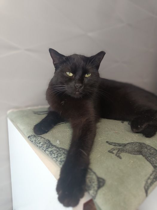 Rozgadana Nitka za długo czeka na dom!