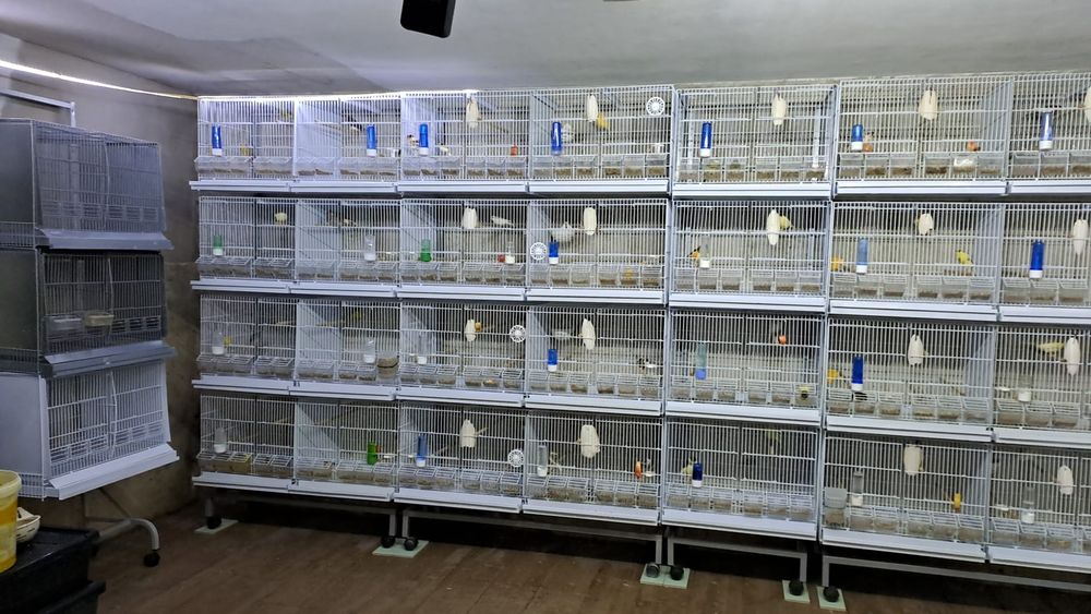 Vendo várias Gaiolas