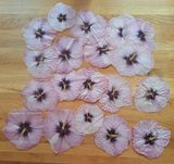 Suszone kwiaty hibiskusa średnica nawet 20cm dekoracja