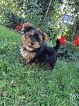 Yorkshire terrier