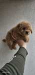 Maltipoo bichpoo z lokiem piesek f1