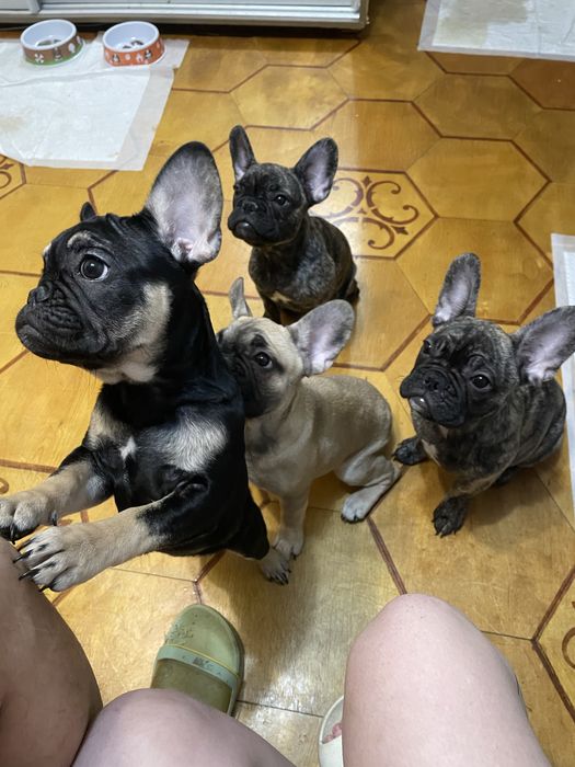 Французький бульдог