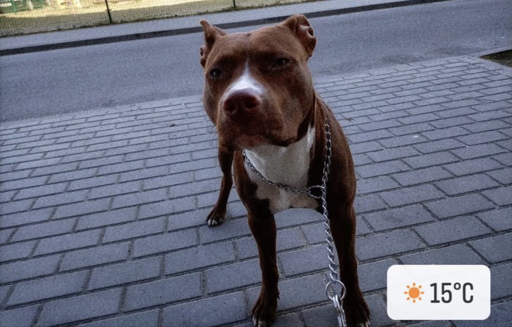 Oddam suczke w typie pitbull