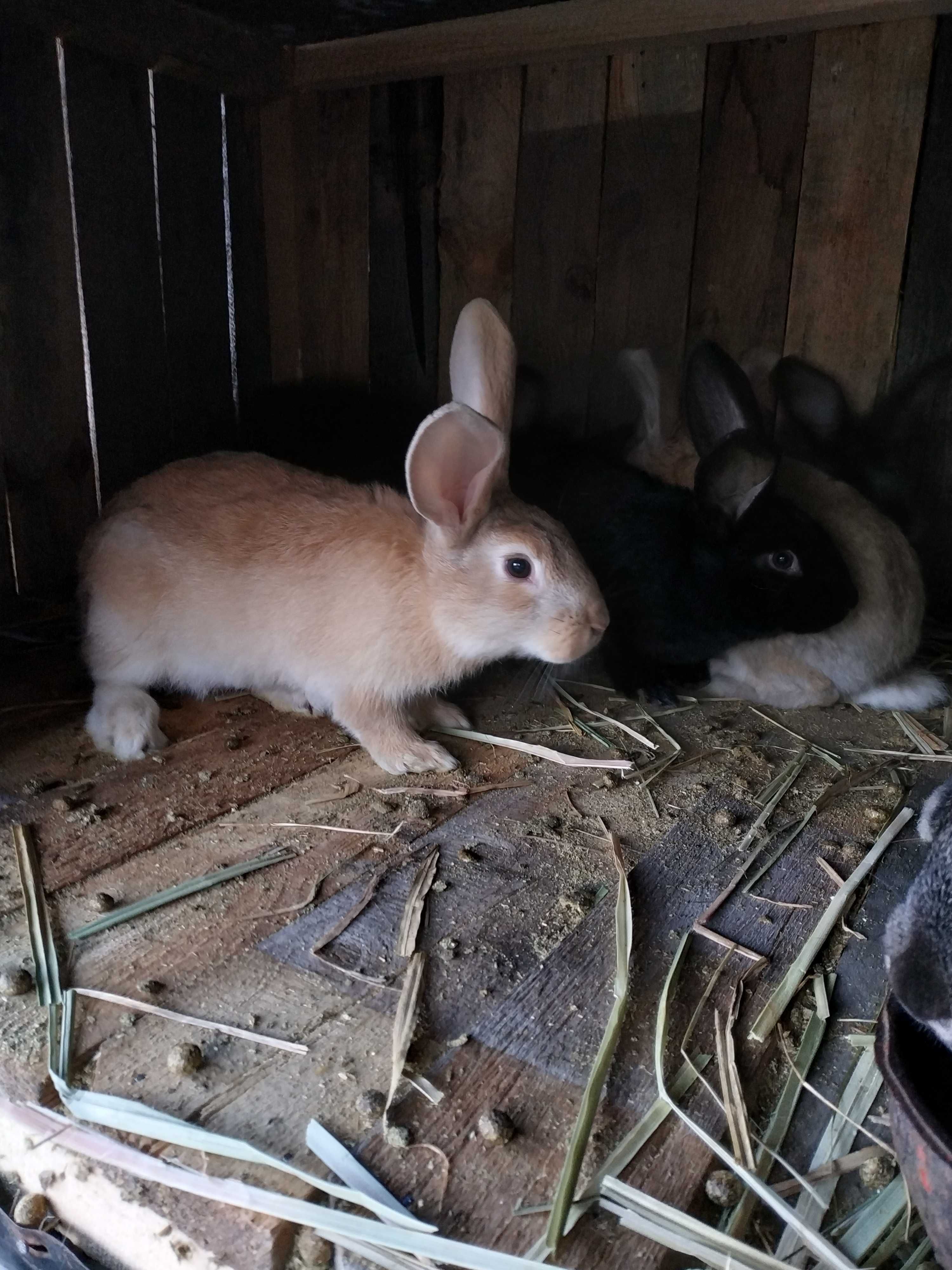Продам кролики 4 та 1 місяці