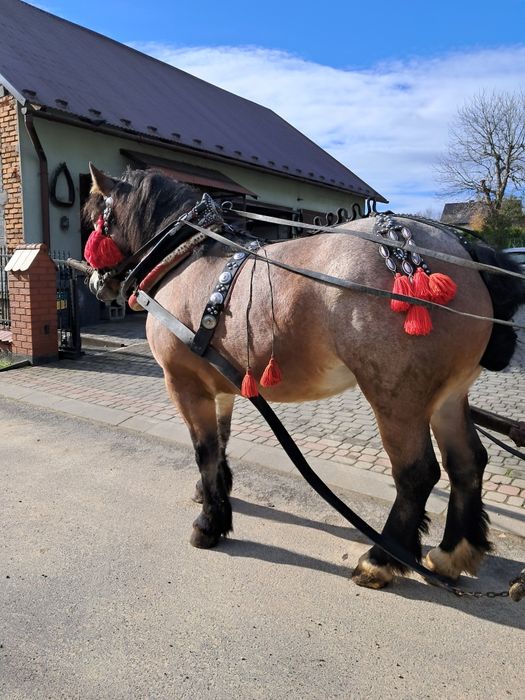 Sprzedam klacz źrebną
