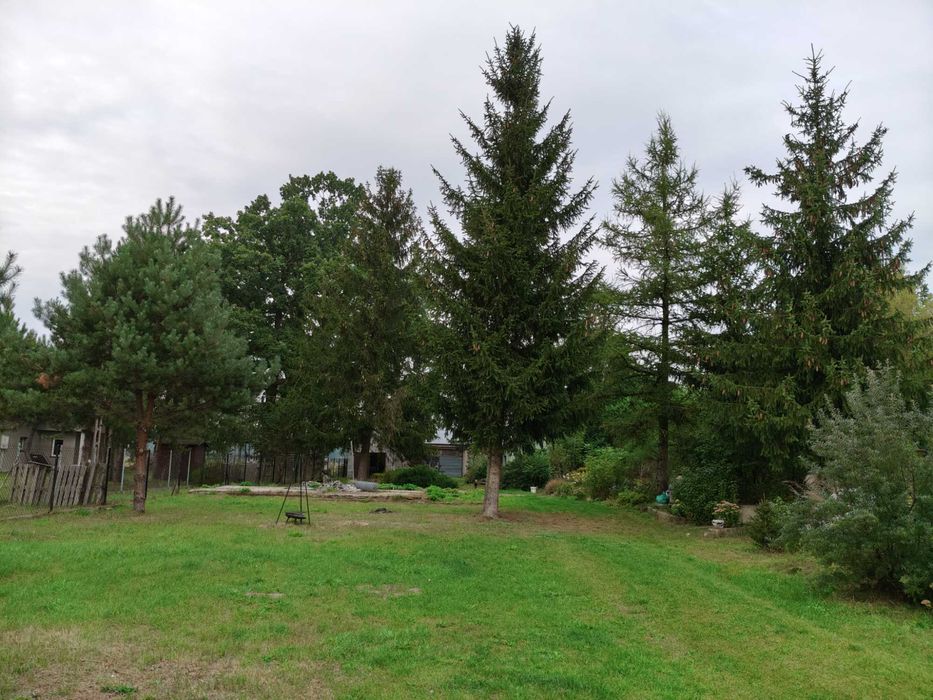Siedlisko 1700m2 z domem i budynkami gospodarczymi + ziemia rolna.