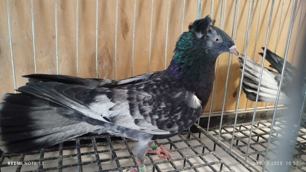 Gdański wysokolotny sokoły gdańskie