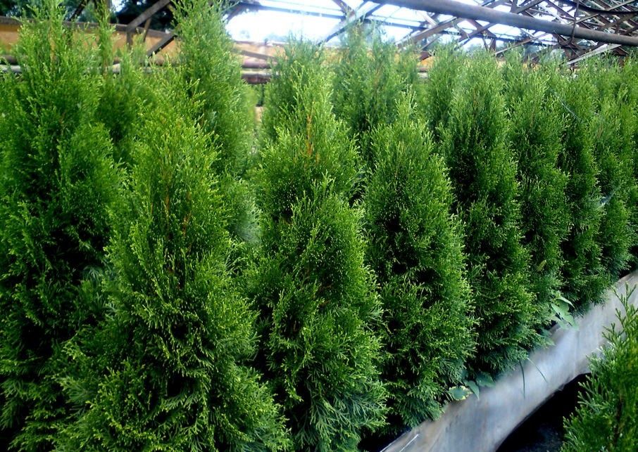 Promocja Okazja 120 cm Tuja Thuja Kolumna Żywopłot Szpaler