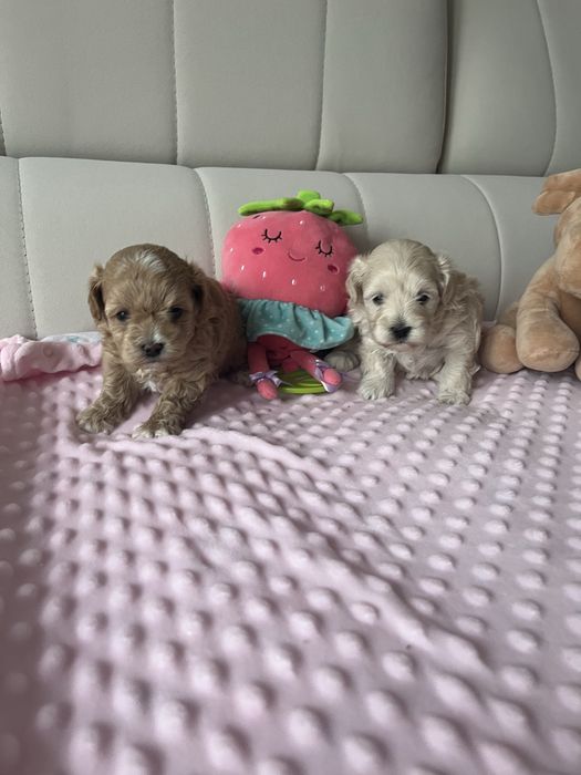 Maltipoo pudel toy&maltanczyk