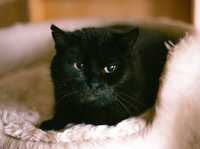 Киця Ася – чорна як нічка | 2 роки кішка, котик, кіт