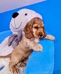 Cocker Spaniel angielski PIĘKNY PIESEK ZŁOTY