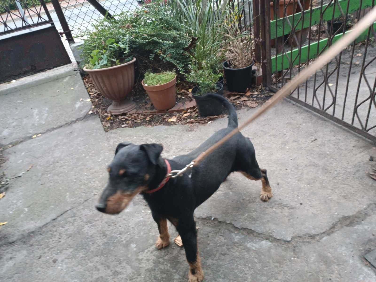 Oddam psa rasy JAGDTERRIER