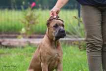 Szczeniak Formentino Cane Corso