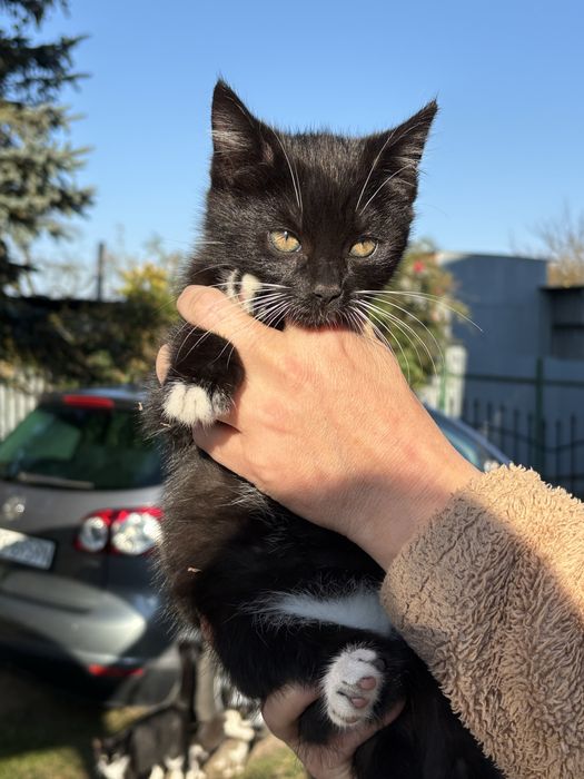 Oddam kotkę 12 tygodni