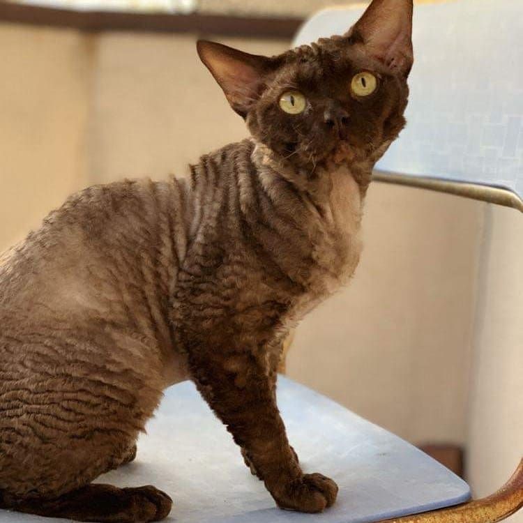 Reproduktor devon rex