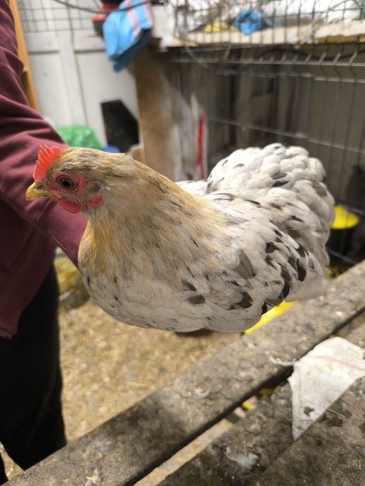 Kury kochiny miniaturkowe