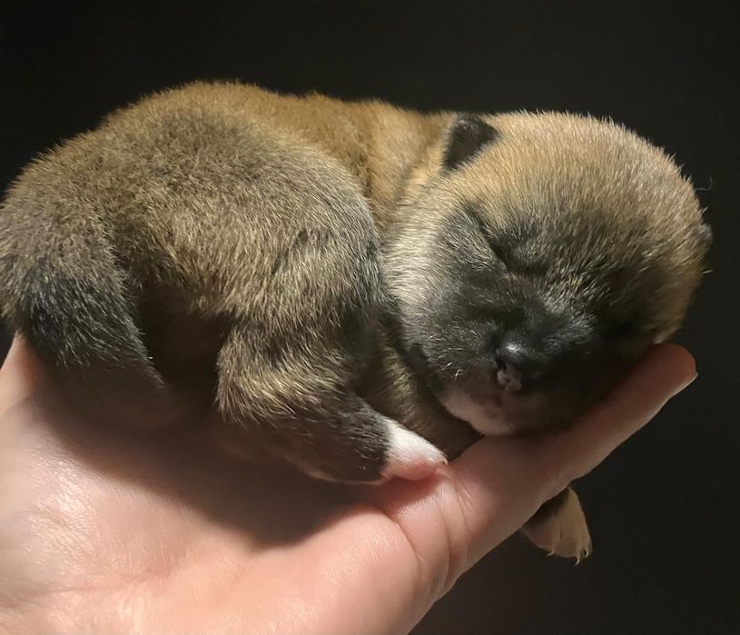 Shiba Inu samczyk!