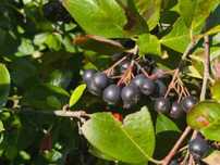 Aronia  5 kg dojrzałe owoce