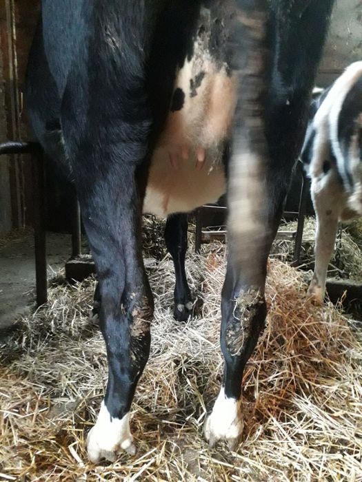 Jałówka wysokocielna