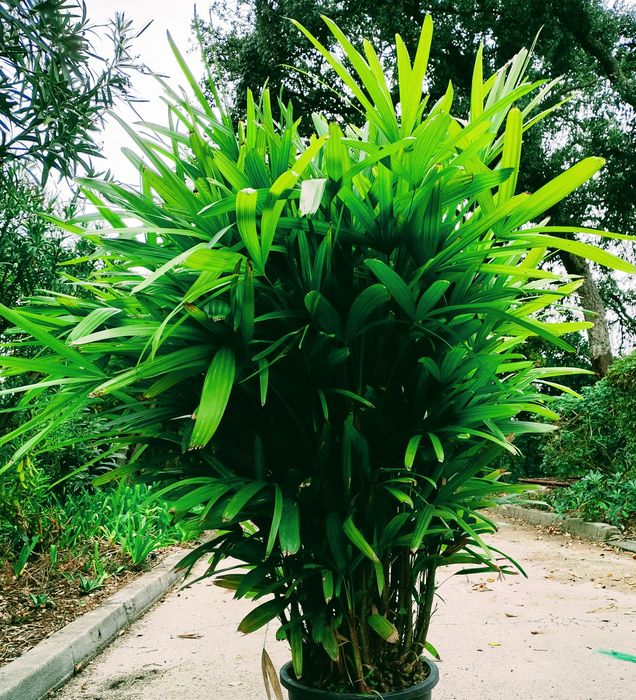 Palmeiras Ráfis, Ráfia, ou Rhapis excelsa