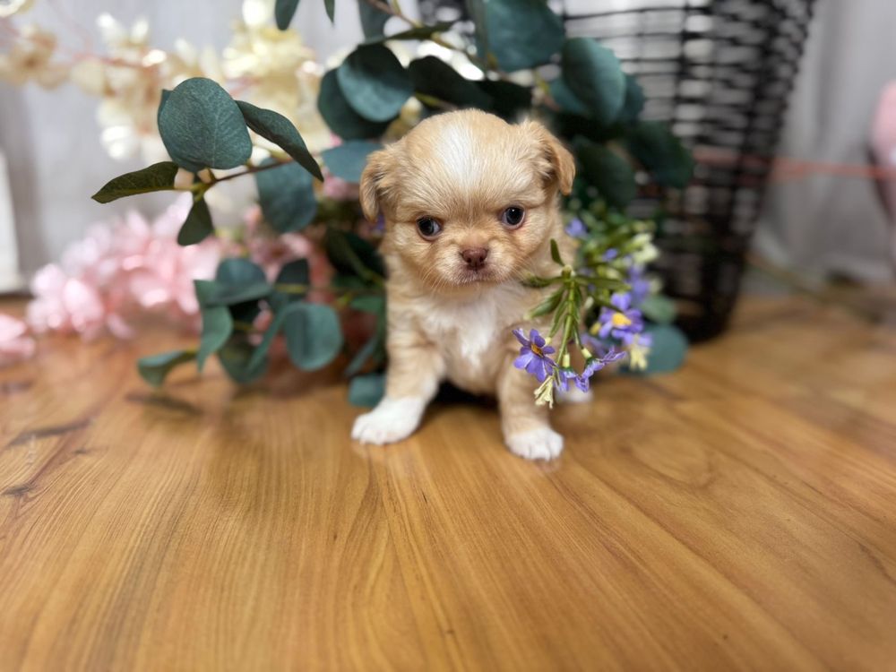 Chihuahua chłopiec FCI