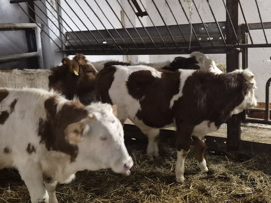 Sprzedam byczki I jałówki typowo mięsne