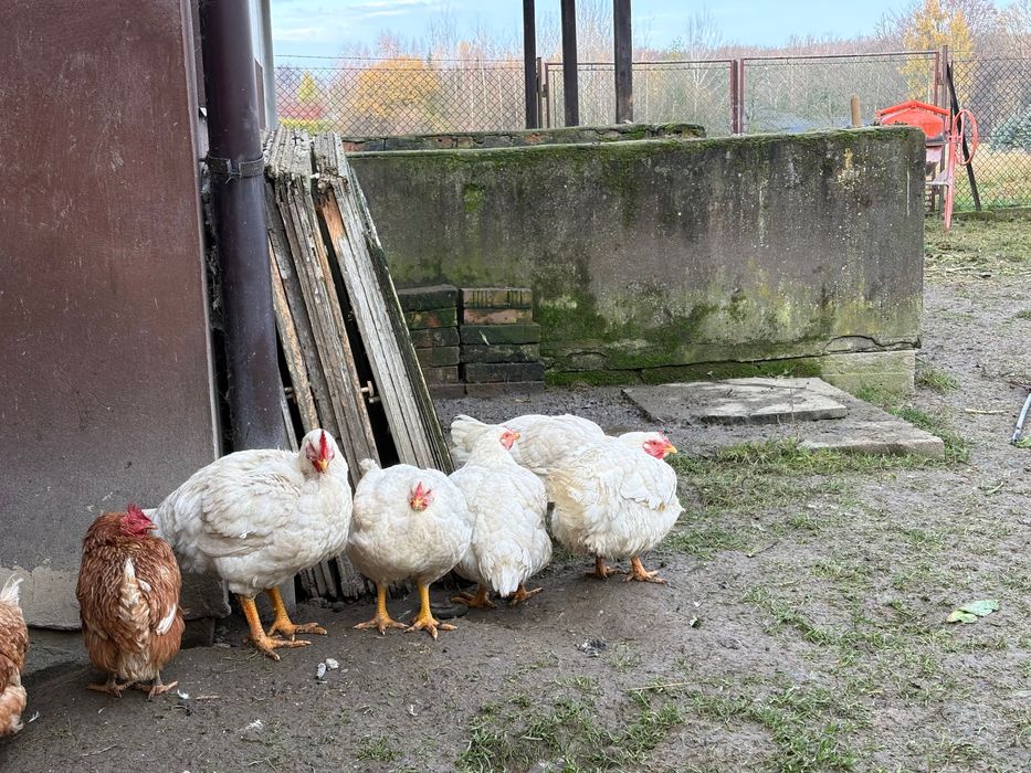 W średnim wieku kury Brojlery