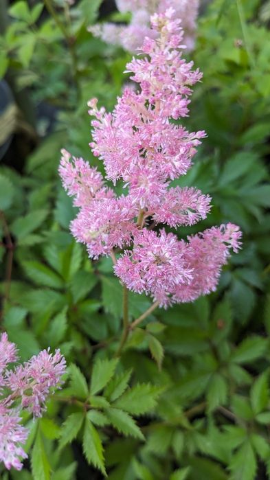 Астильба набір з 6 різних астильб