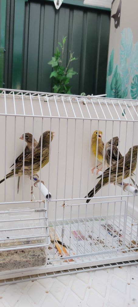 Vendo canários timbrados,Harze e quatro  vermelhos.